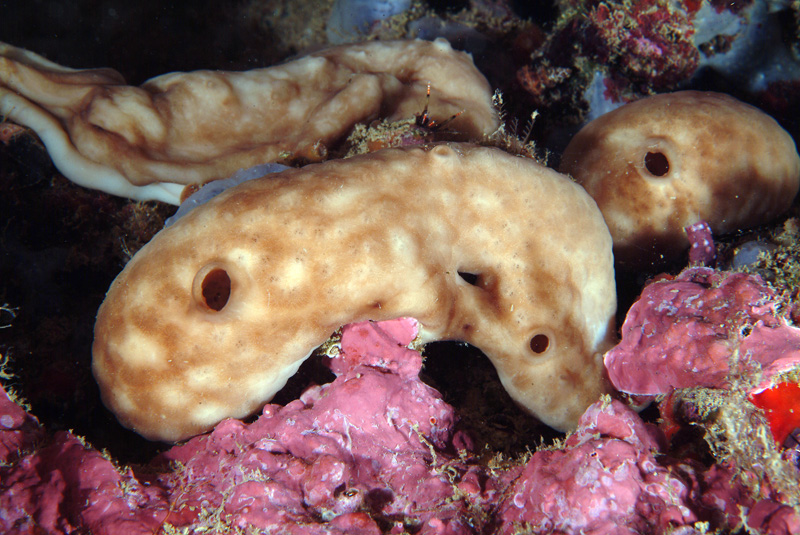 Chondrosia reniformis e Chondrilla nucula